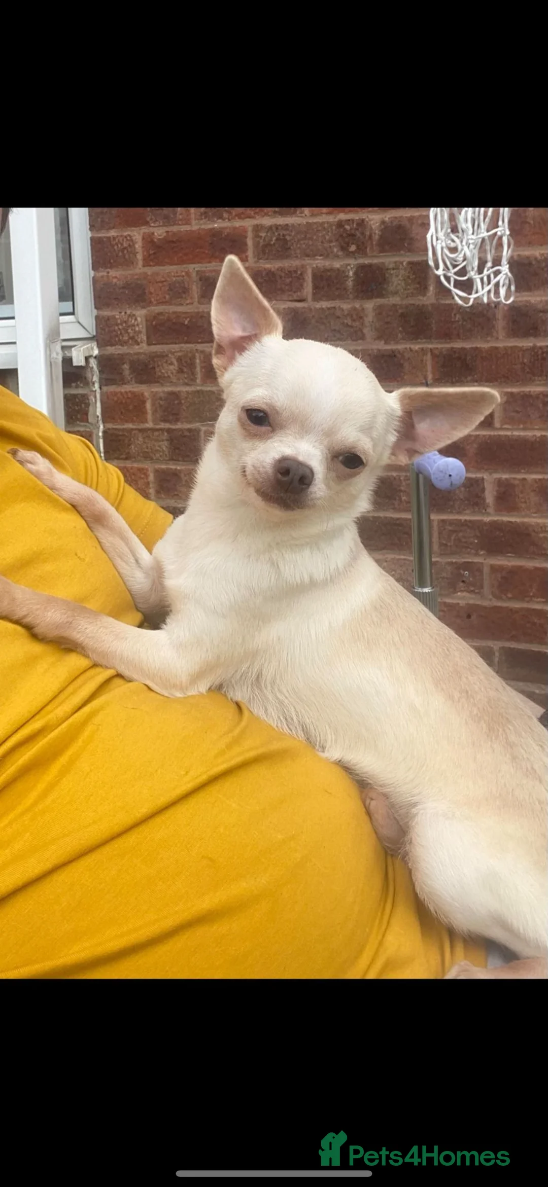 Chihuahua dogs for stud: KC BOYS LILAC, CHOCOLATE , BLUE , BOYS AVAILABLE. in Mansfield - Advert 12