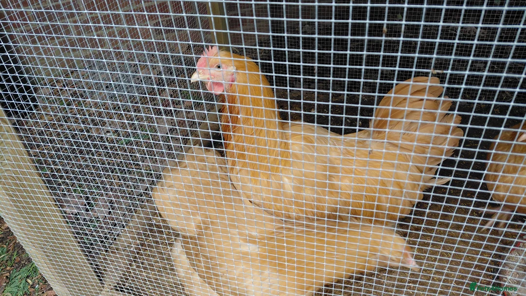 Chickens poultry for sale: Buff Orpington chicks 1 week old - Advert 4