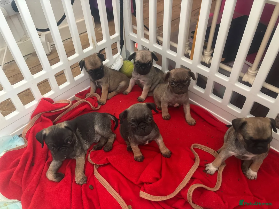 Pug dogs for sale: Fawn pug puppies Ready for new homes in 2 weeks  - Advert 2