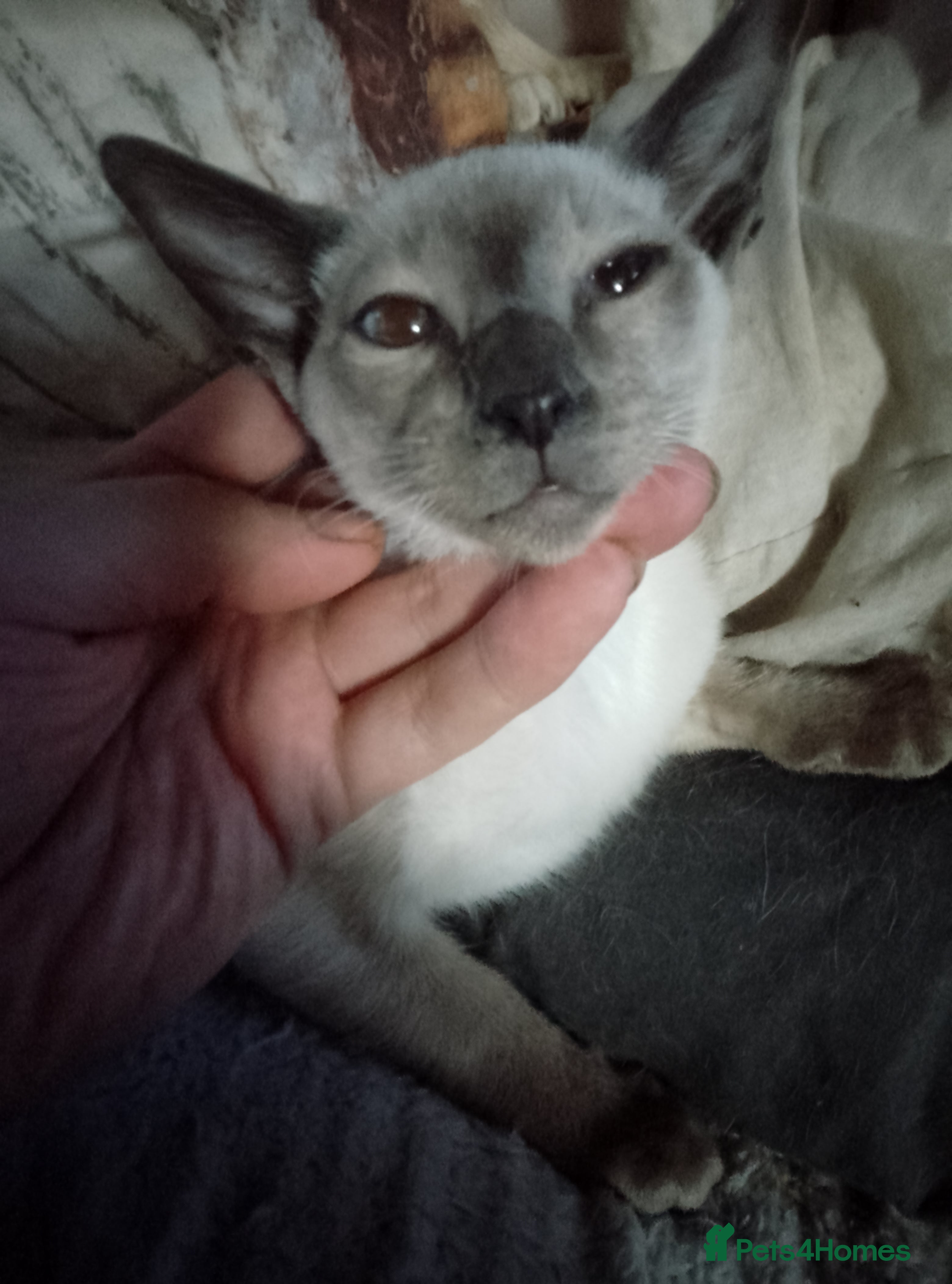 Siamese cats Siamese kittens - Advert 3