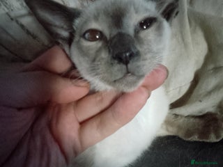 Siamese cats Siamese kittens - Advert 3