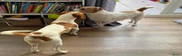 Mixed Breed dogs for adoption: Sylvie (Jack Russell/Dachshund/Beagle mix) - Advert 17