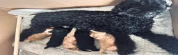 Cockapoo dogs for sale: Cockapoo Puppies Lovely Family Temperament in Monmouth - Advert 6