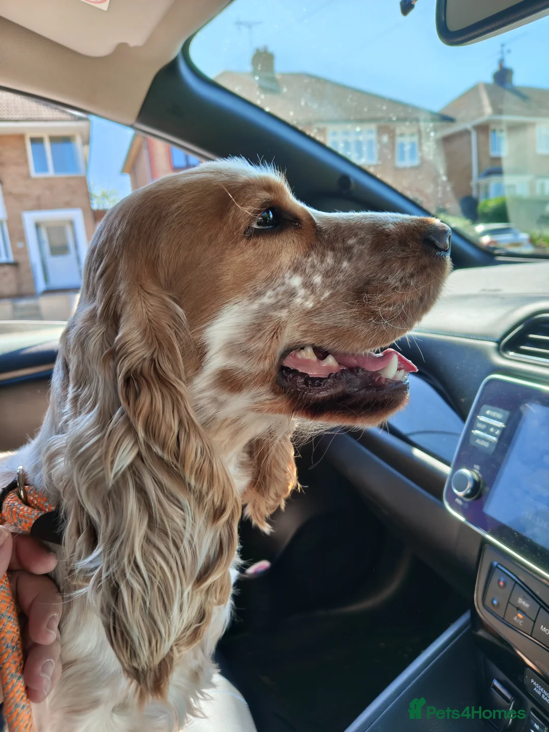 Cocker Spaniel dogs for stud: 🌟 Stunning Orange Roan Cocker for Stud 🌟 in Gillingham - Advert 2