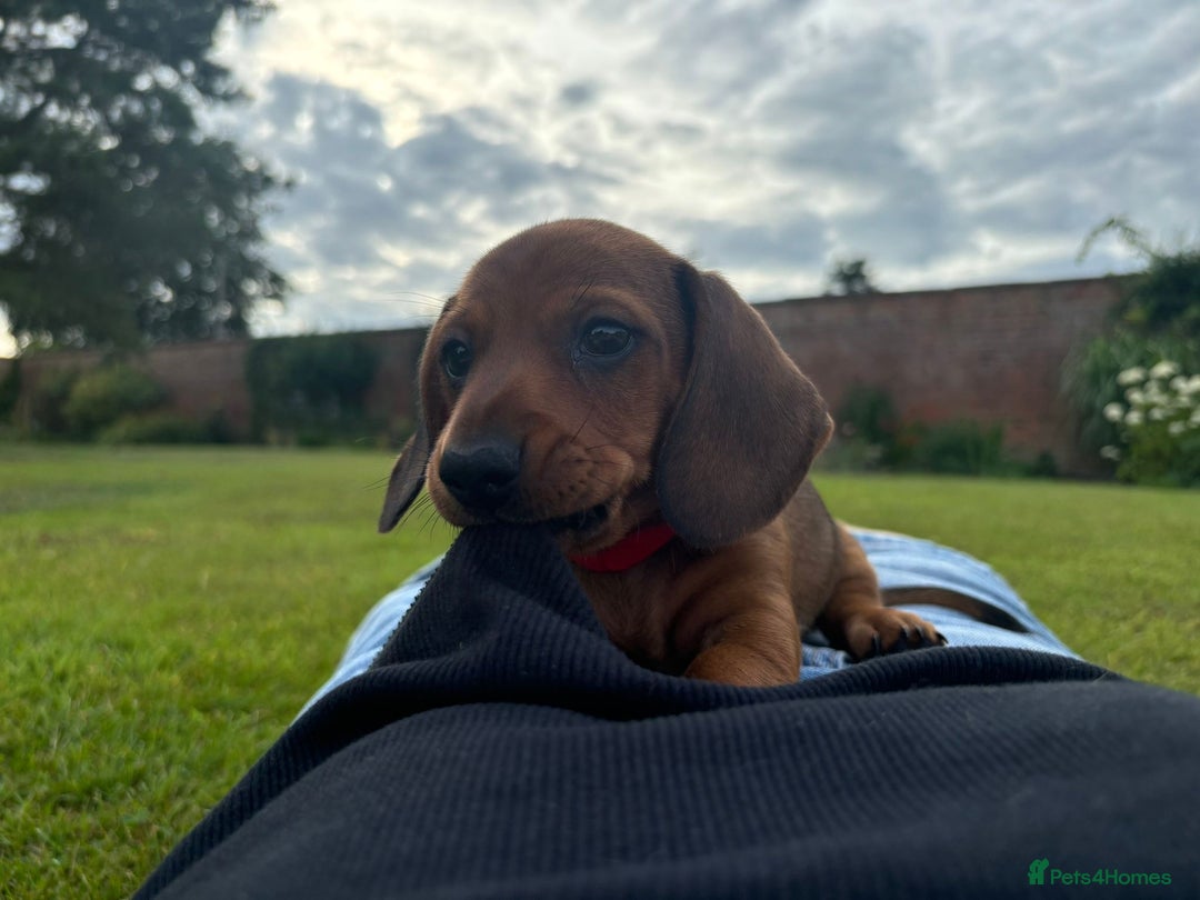 Miniature Dachshund dogs for sale: Beautiful short haired miniature dachshunds in Melton Mowbray - Image 10