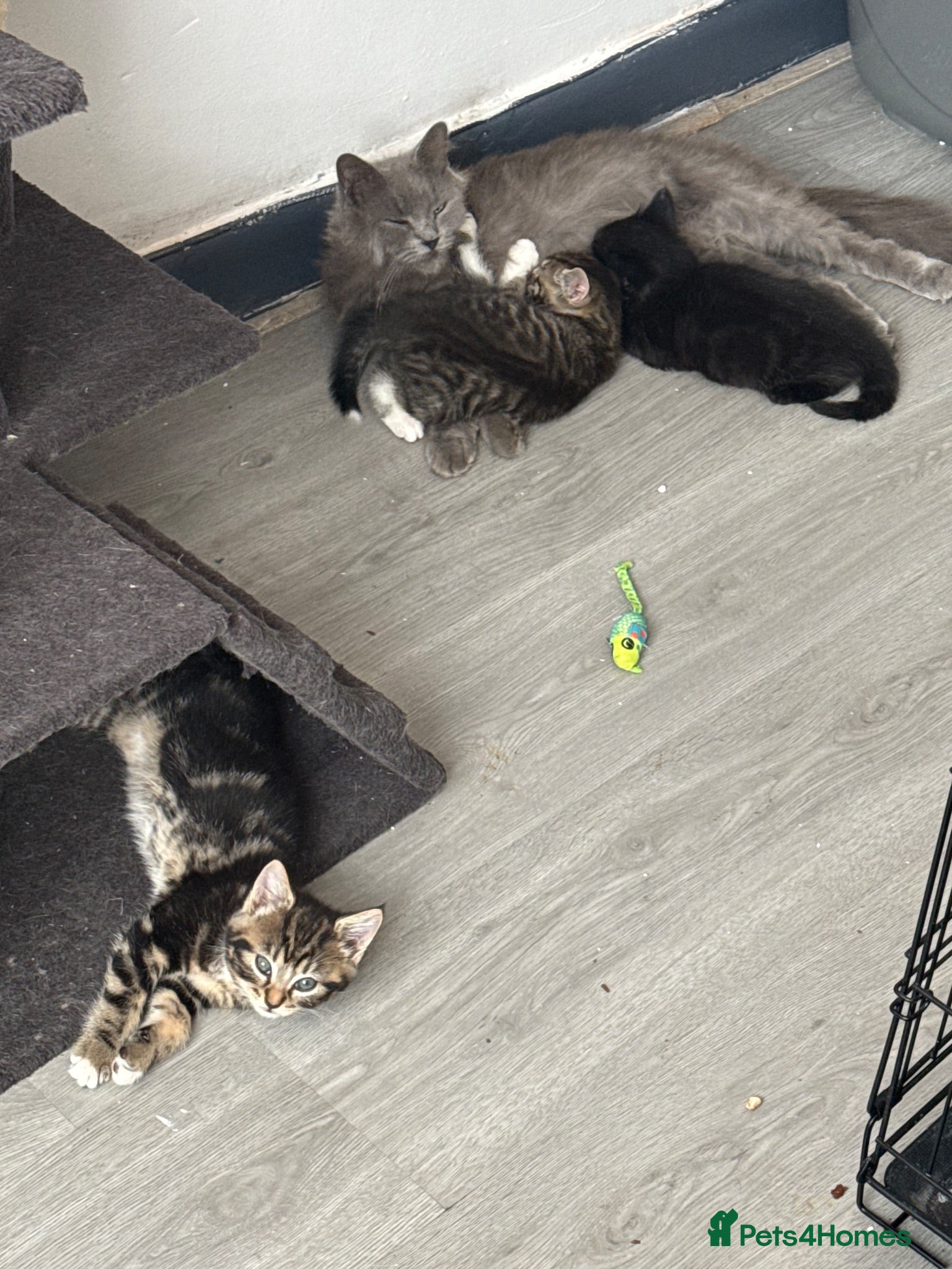 Ragcoon cats Mainecoon ragdolls  - Advert 1