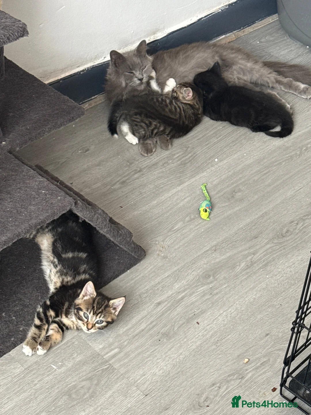 Ragcoon cats for sale: Mainecoon ragdolls  - Advert 1