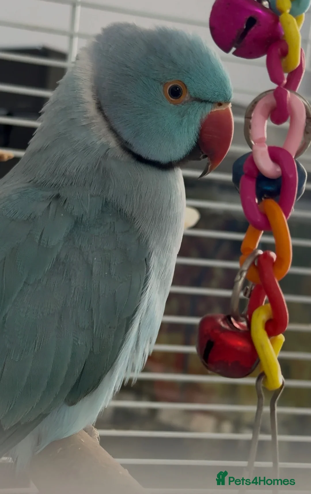 Ringnecks birds for sale: Male Indian ringneck  in Merthyr Tydfil - Advert 2