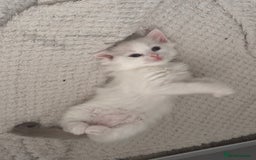 Ragdoll cats for sale: Pedigree Ragdoll Kittens for sale - Image 1