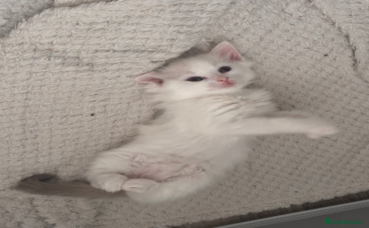 Ragdoll cats - Advert 1