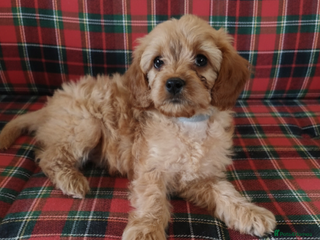 Cavapoo dogs - Advert 16