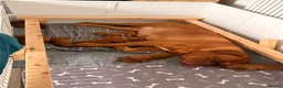 Dogue De Bordeaux dogs for sale: Stunning KC Dogue de Bordeaux Puppies in Bradford - Advert 2