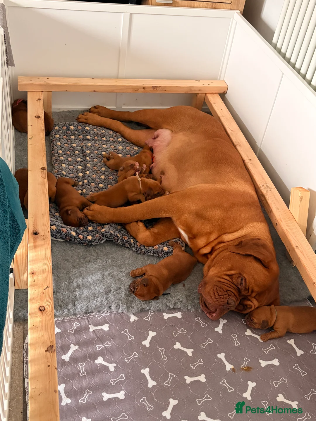 Dogue De Bordeaux dogs for sale: Stunning KC Dogue de Bordeaux Puppies in Bradford - Advert 2