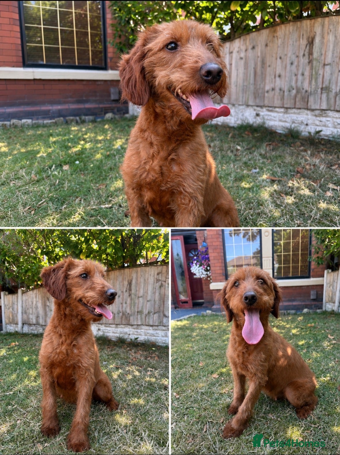 Labradoodle dogs F1B Quality Health Tested Fox Red Labradoodle  - Advert 2