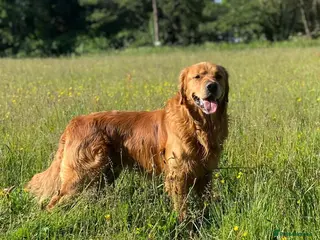 Golden Retriever dogs Fox Red Golden Retrievers KC REG - Advert 1