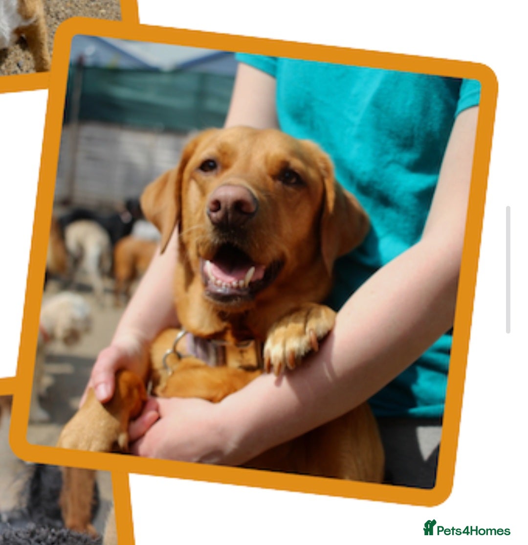 Labrador Retriever dogs Red Fox Labrador  - Advert 3