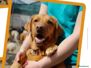 Labrador Retriever dogs Red Fox Labrador - Advert 11