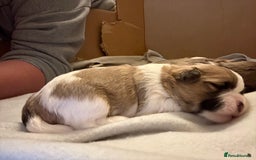 Mixed Breed dogs for sale: Teddy Bear Puppies - Advert 4