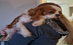 Cavalier King Charles Spaniel dogs for sale: Beautiful King Charles Cavalier Puppies - Image 5