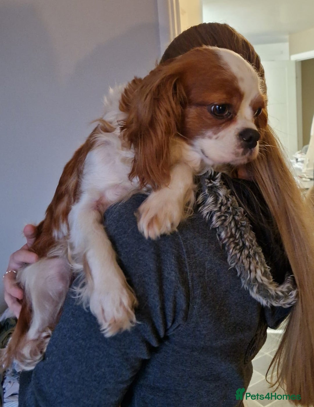 Cavalier King Charles Spaniel dogs for sale: Beautiful King Charles Cavalier Puppies - Image 5