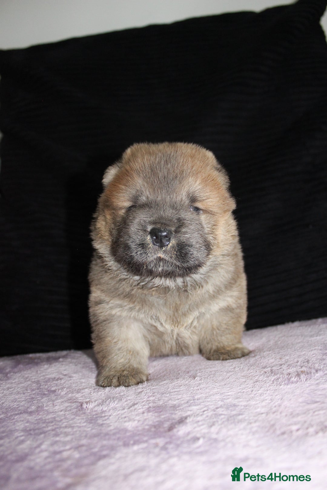 Chow Chow dogs for sale: CHOC🍫LILAC🌪️Champion KC reg🏆 pedigree chow chow - Image 10
