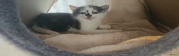 Mixed Breed cats for sale: Three beautiful kittens for sale - Advert 9