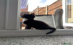 Mixed Breed cats for sale: Beautiful Female Kitten Looking for Forever Home - Image 3