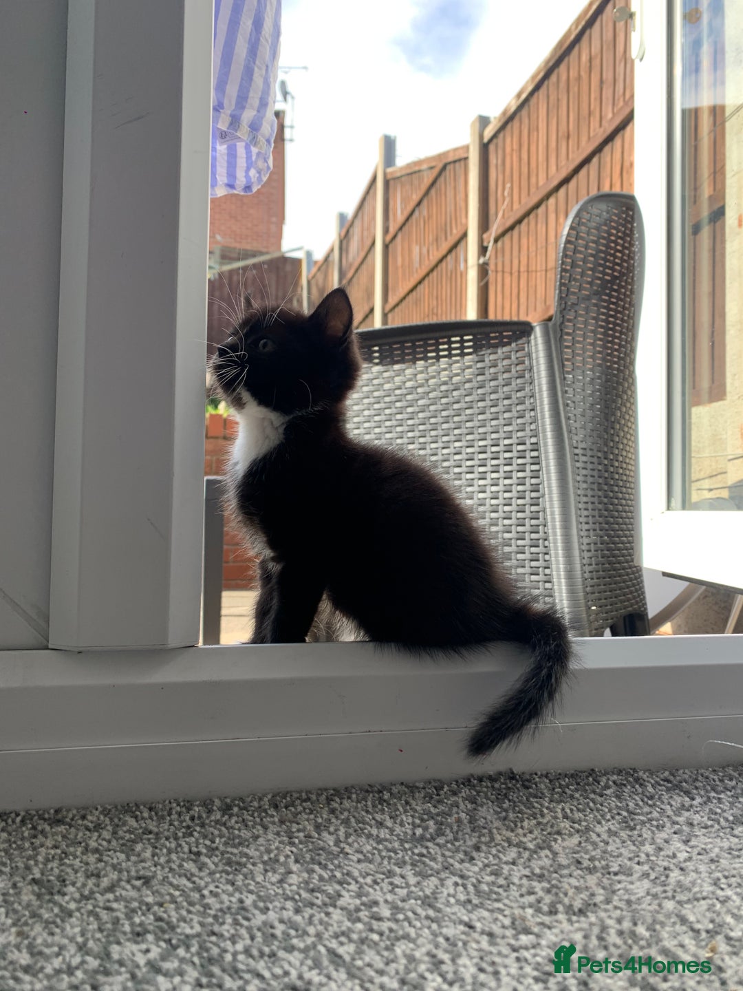 Mixed Breed cats for sale: Beautiful Female Kitten Looking for Forever Home - Image 3