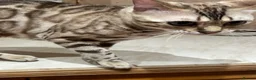 Bengal cats for sale: Beautiful Bengal family members - Advert 13