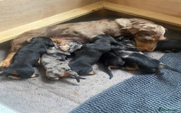 Dachshund dogs for sale: Standard dachshund's  - Image 9