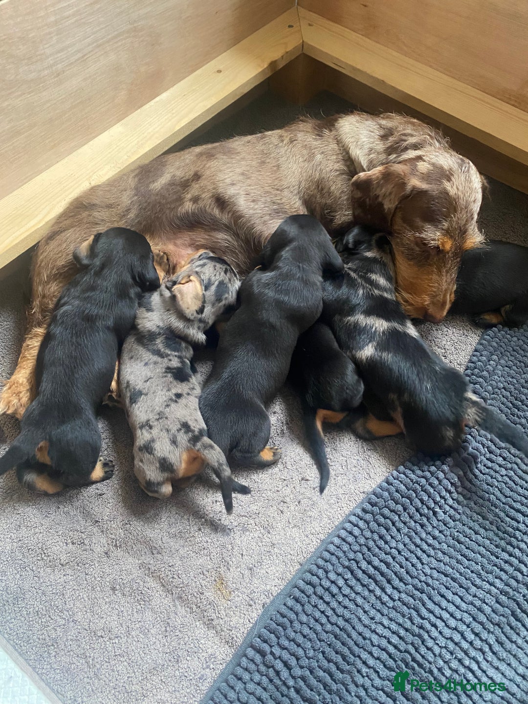 Dachshund dogs for sale: Standard dachshund's  - Image 9