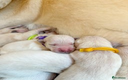 Goldador dogs for sale: A Special Litter of Goldador Puppies - Image 19