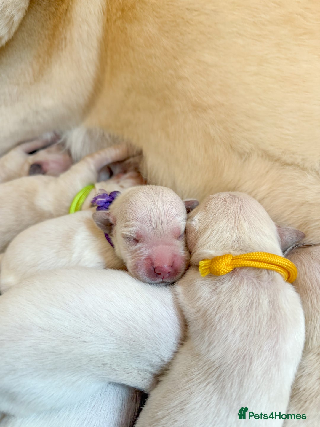 Goldador dogs for sale: A Special Litter of Goldador Puppies - Image 19