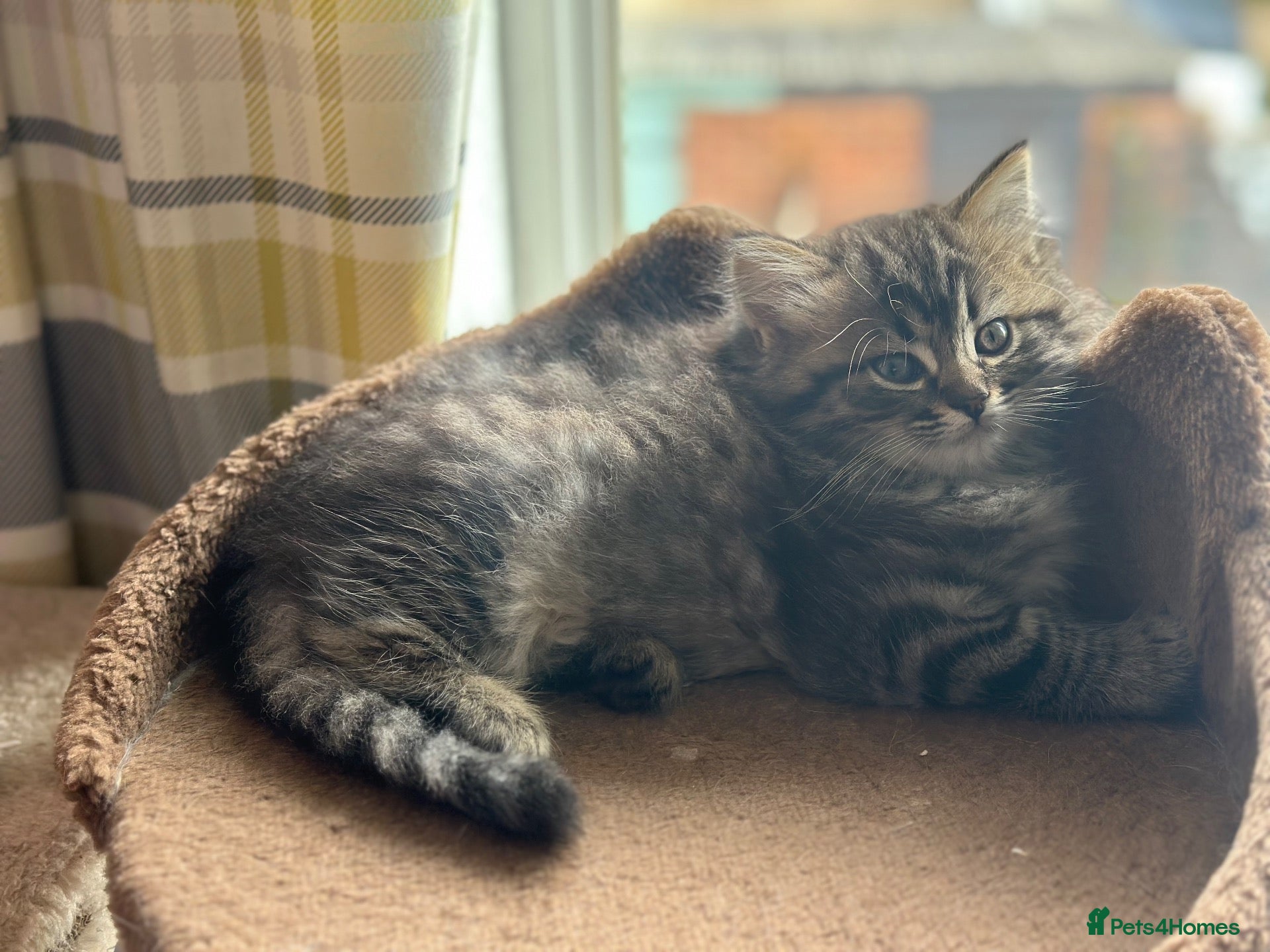 Persian cats FLUFFIEST PERSIAN-RAGDOLL KITTENS - Advert 18