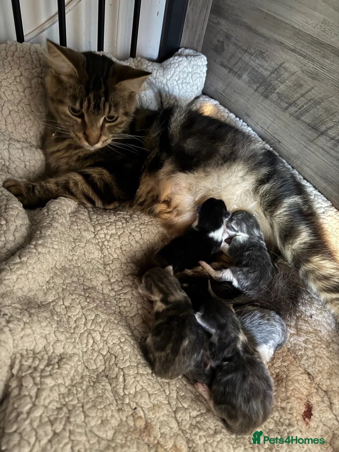 Mixed Breed cats for sale: Maine coon cross calico/grey - Advert 5