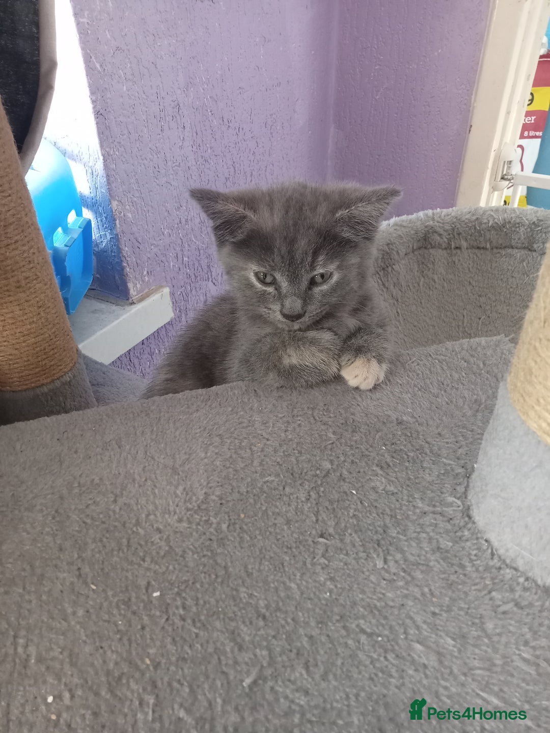 Mixed Breed cats for sale: Kitties  - Image 8