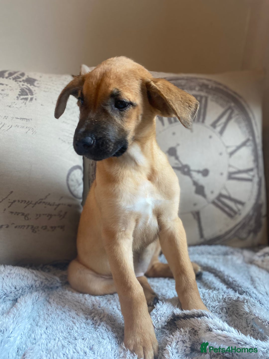 Mixed Breed dogs for sale: Cane corso X Alaskan malamute surprise litter  - Image 36
