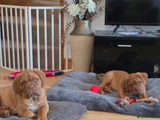 Dogue De Bordeaux dogs Dogue de bordeux puppies for sale! - Advert 14