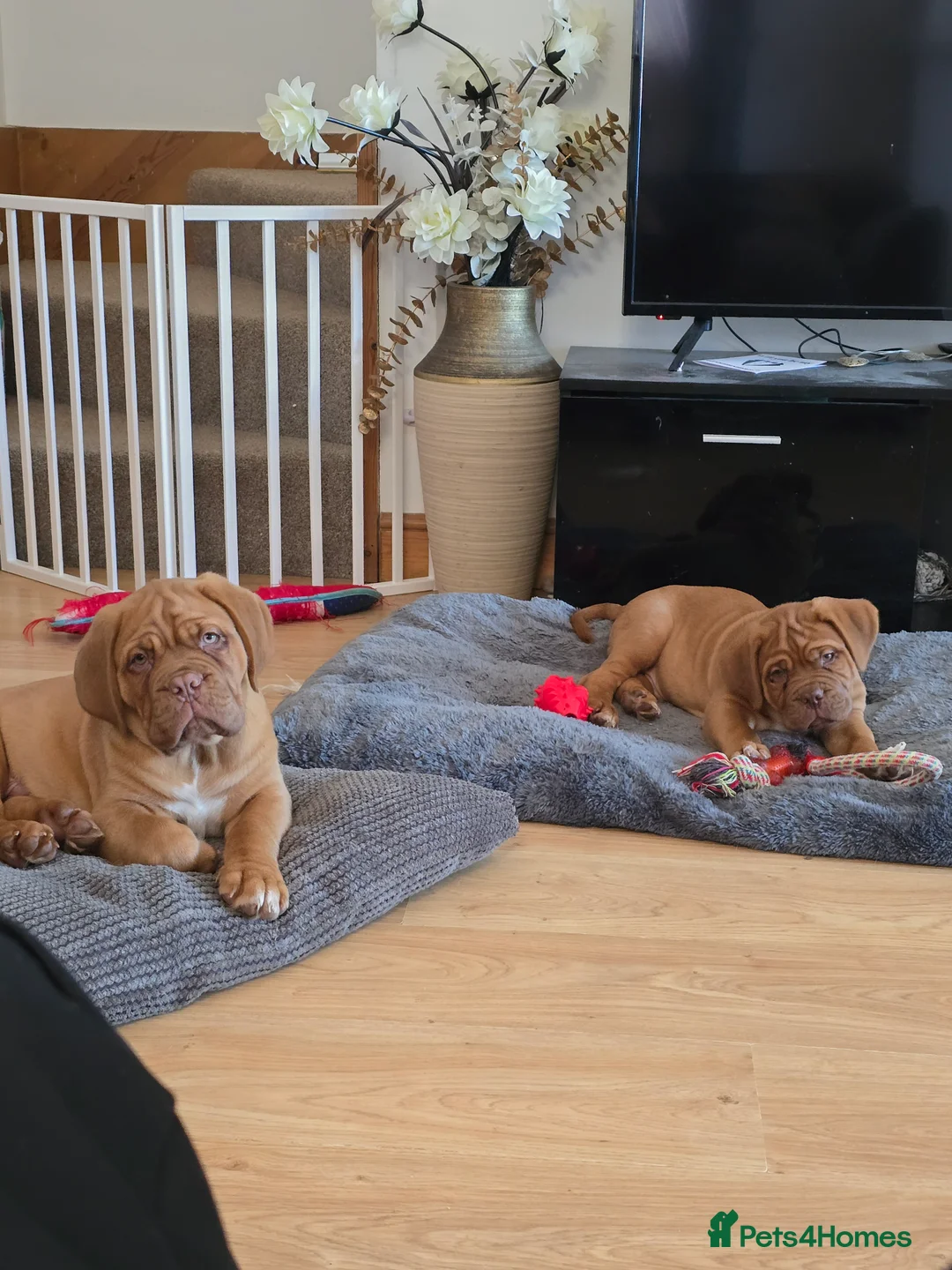 Dogue De Bordeaux dogs for sale: Just 1 male Dogue de bordeux puppy left for sale! - Advert 6