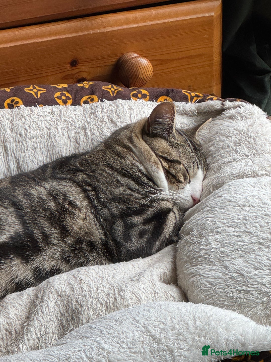 Mixed Breed cats for sale: 3 males need urgent forever homes  - Image 2