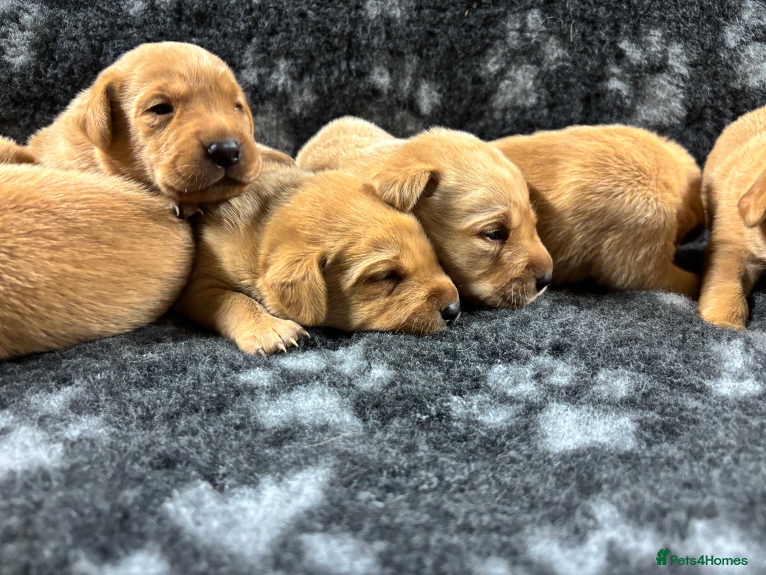 Labrador Retriever dogs for sale: KC Registered Yellow/Fox Red Labradors - Image 8
