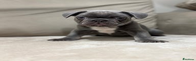 French Bulldog Puppy 2