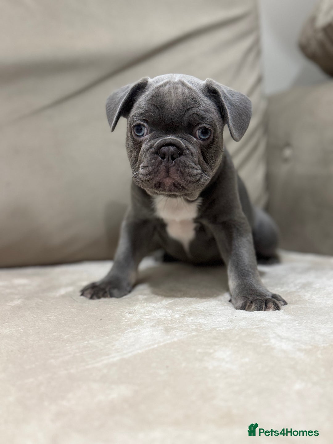 French Bulldog dogs for sale:  KC Registered French Bulldog Puppies - Advert 23