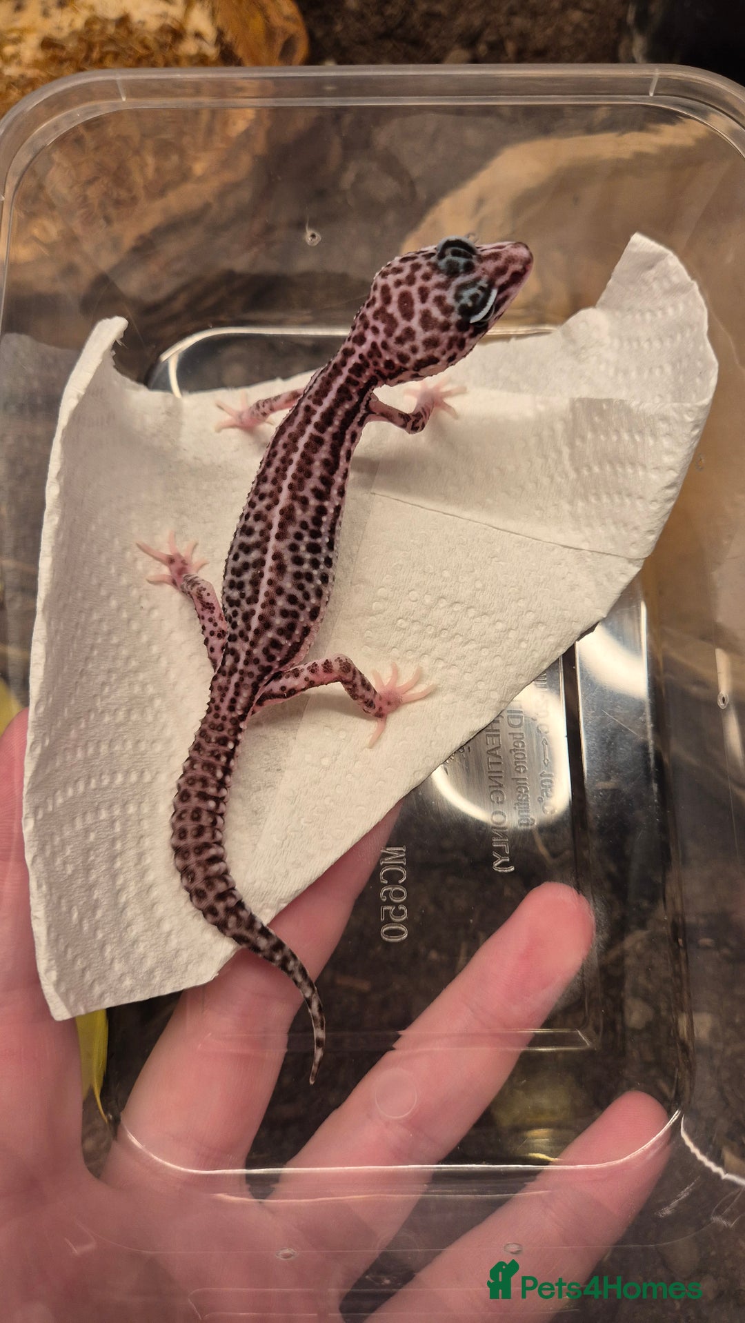 Leopard Gecko reptiles for sale: CB25 Leopard Geckos  - Advert 5