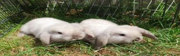 Mini Lop rabbits for sale: Friendly baby mini lops  Vaccinated RHD2 - Advert 3