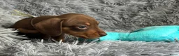Miniature Dachshund dogs for sale: KC reg, PRA Clear Beautiful Natured Pups - Advert 15