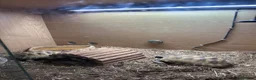 Hermann Tortoise reptiles for sale: Two hermanna tortoises with set up  in Heanor - Advert 2