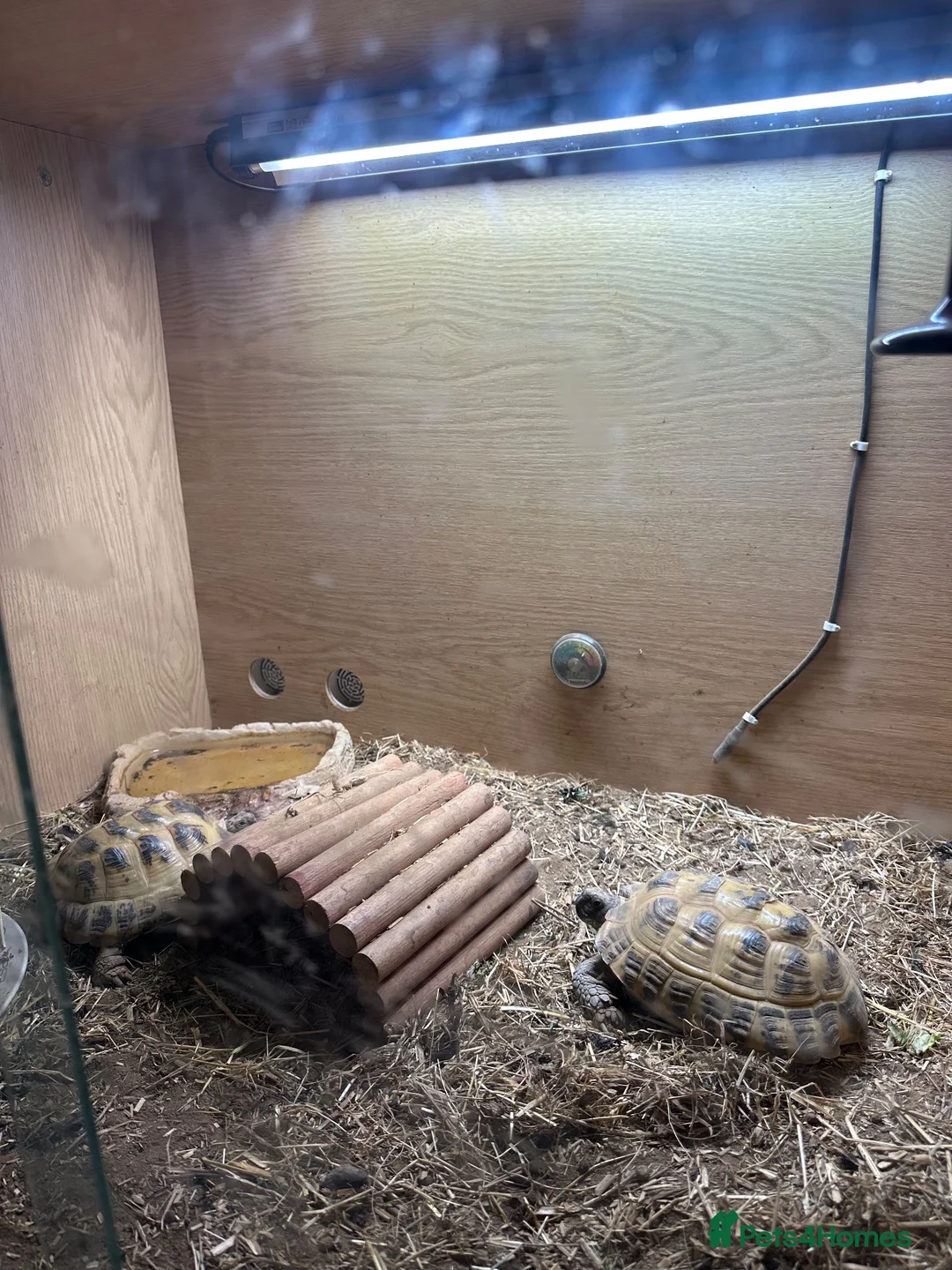 Hermann Tortoise reptiles for sale: Two hermanna tortoises with set up  in Heanor - Advert 2