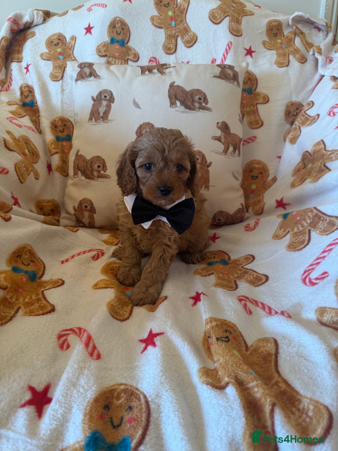 Cavapoo dogs for sale: Stunning cavapoos - Advert 9