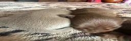 Miniature Dachshund dogs for sale: KC pure Miniature Dachshunds   - Advert 15